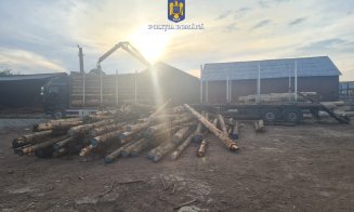 Hoţii din Cluj transportă lemnul furat ziua în amiaza mare, pe DN1, în camion cu remorcă