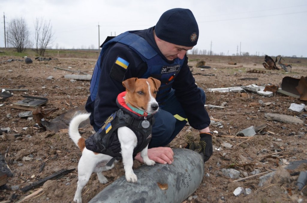 Patron, câinele genist din Ucraina, a fost decorat de președintele Zelenski