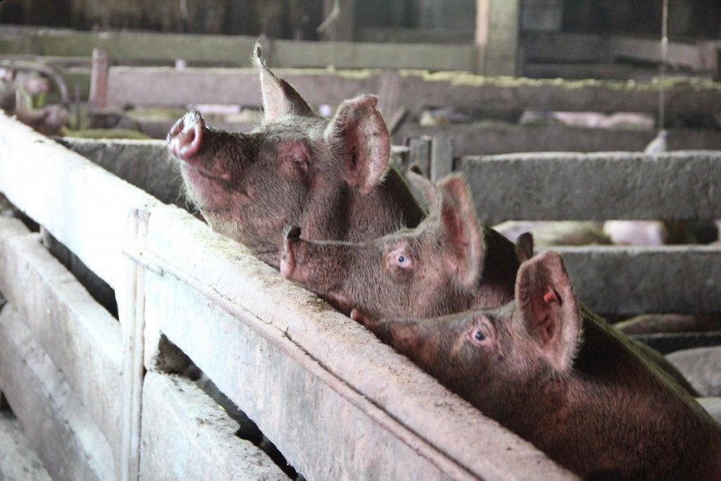 ANSVSA: 28 de focare de pestă porcină în România. Câte are Clujul