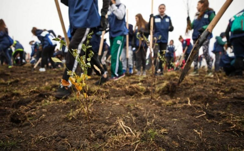 Campanie de împădurire în județul Cluj. Tișe: „Ne bucurăm că suntem parte a unui proiect atât de ambițios”