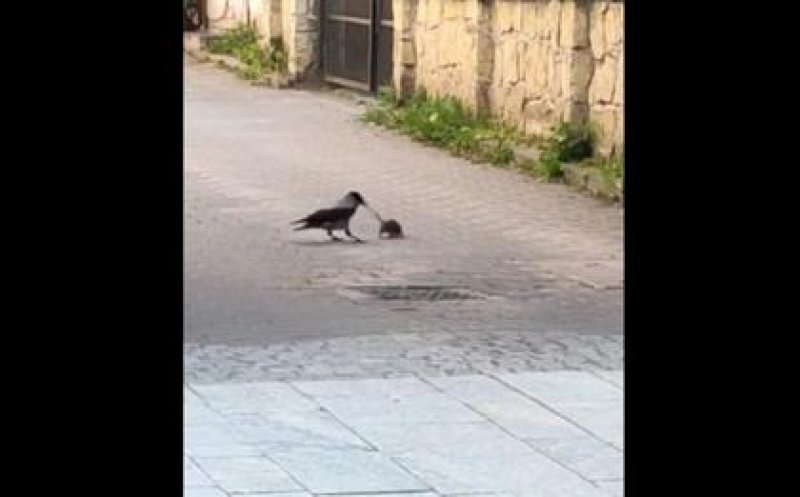 Luptă între un șobolan și o cioară în centrul Clujului