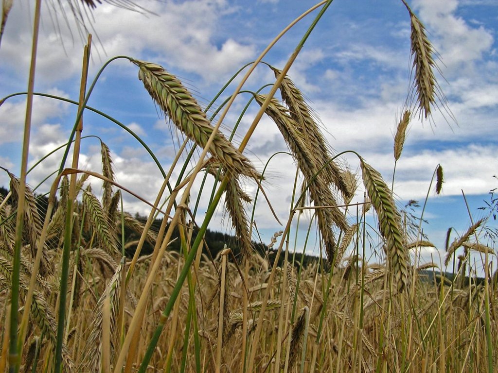 Vești proaste din Ucraina, recolta de grâu scade la jumătate. Se anunță o criză mondială