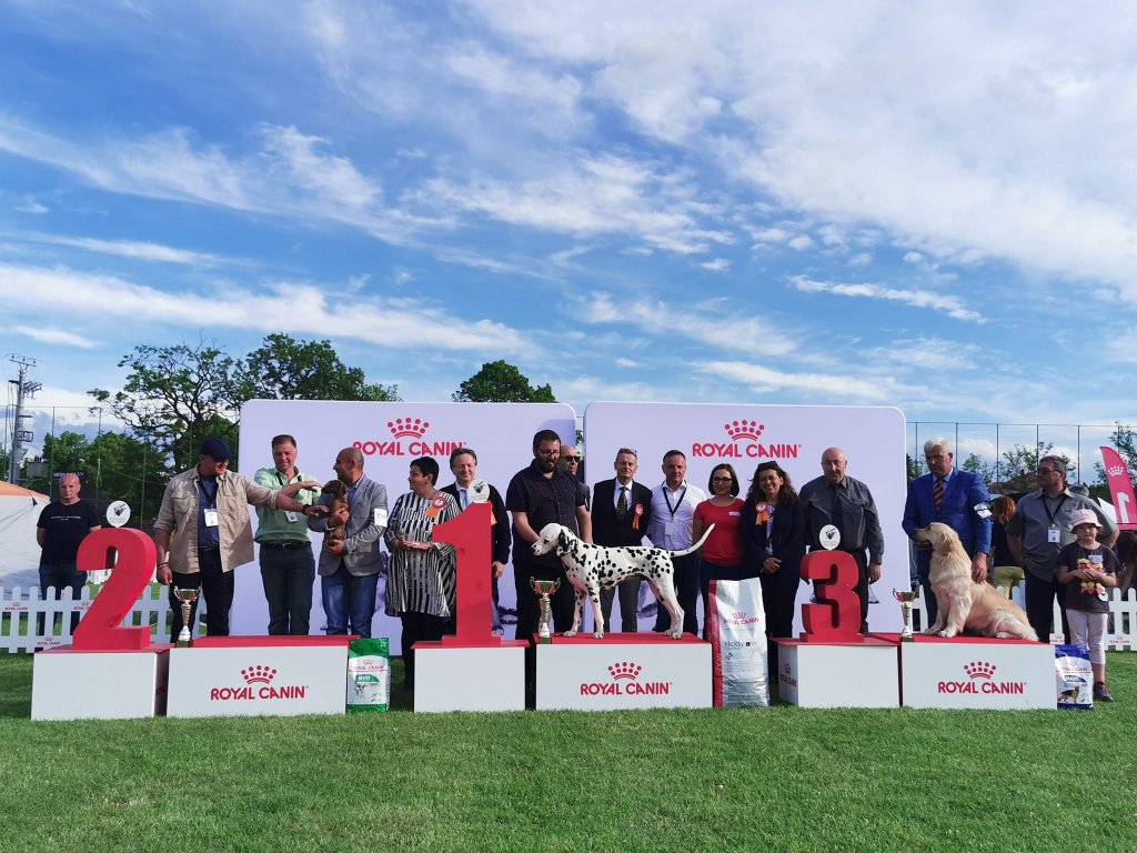 Concurs internațional de frumusețe canină la Cluj. Participă peste 400 de câini din întreaga lume