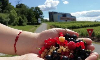 Zilele Horticulturii Clujene la USAMV. Sfaturi despre amenajarea grădinilor, degustare de vin şi târg de flori şi arbuşti