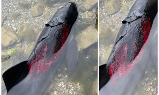 Vacanța de vară la Marea Neagră, spectacol trist cu delfini răniți, eșuați sau arși