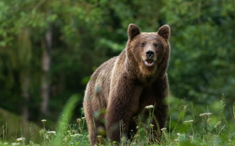 Mesaj RO-Alert în Cluj! Urs văzut între comunele Mărișel și Râșca