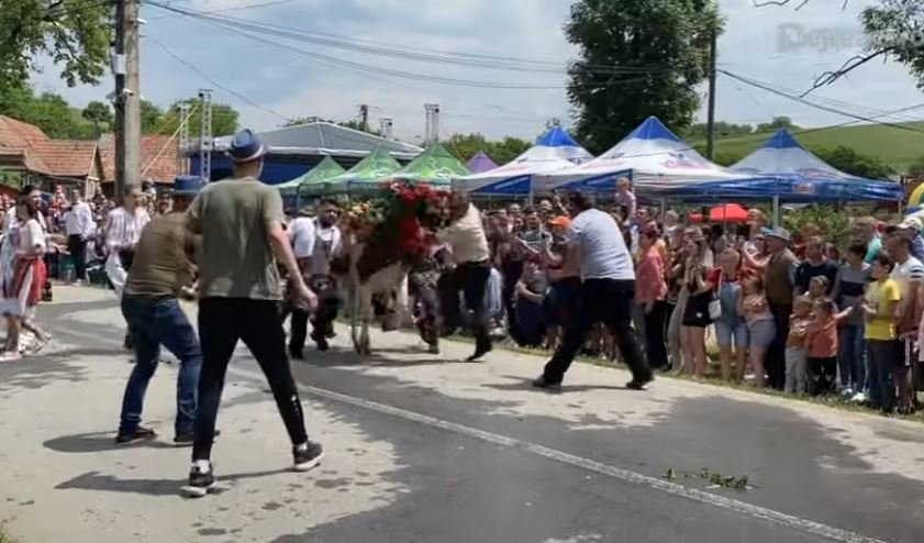 Momente de groază într-un sat din Cluj. Un bărbat a fost trântit la pământ de un bou