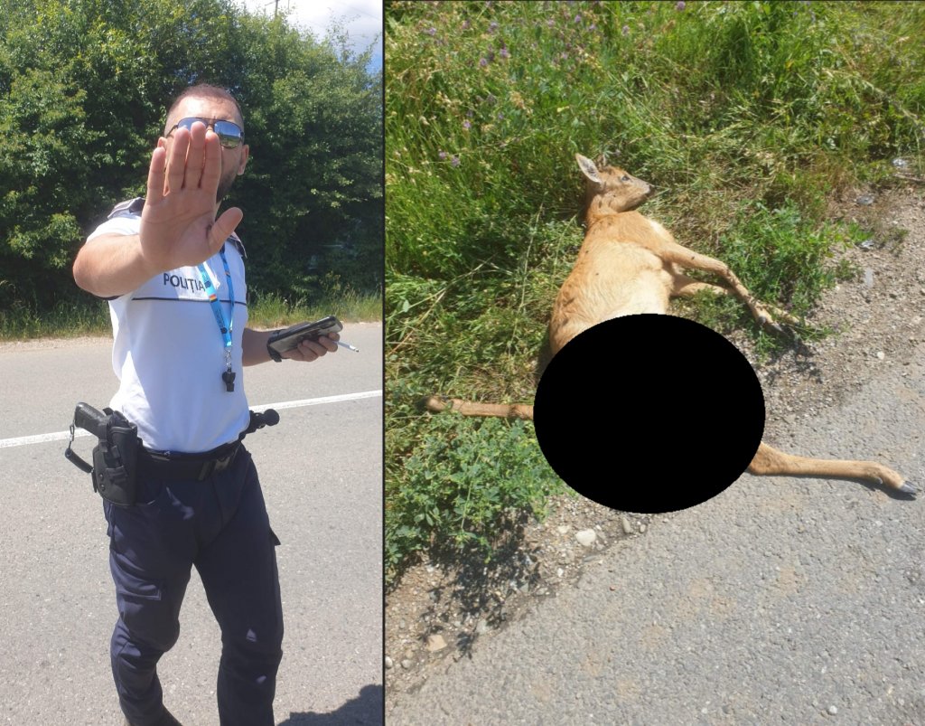 Motivul incredibil pentru care fost amendat clujeanul care a sunat la poliție după ce a găsit un căprior mort