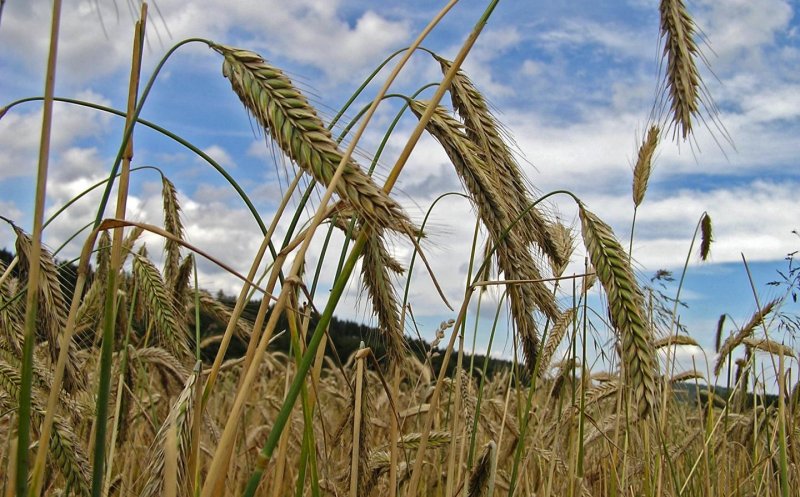 Cerealele de Cluj vând bine. Afaceri de aproape de 1 miliard de lei pentru o companie locală