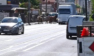 Cai lăsați liberi pe o stradă din Cluj-Napoca. Se plimbă nestingheriți printre mașini