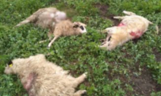 Urșii au dat atacul într-o comună din Cluj. Au omorât patru oi, iar pe una au mâncat-o