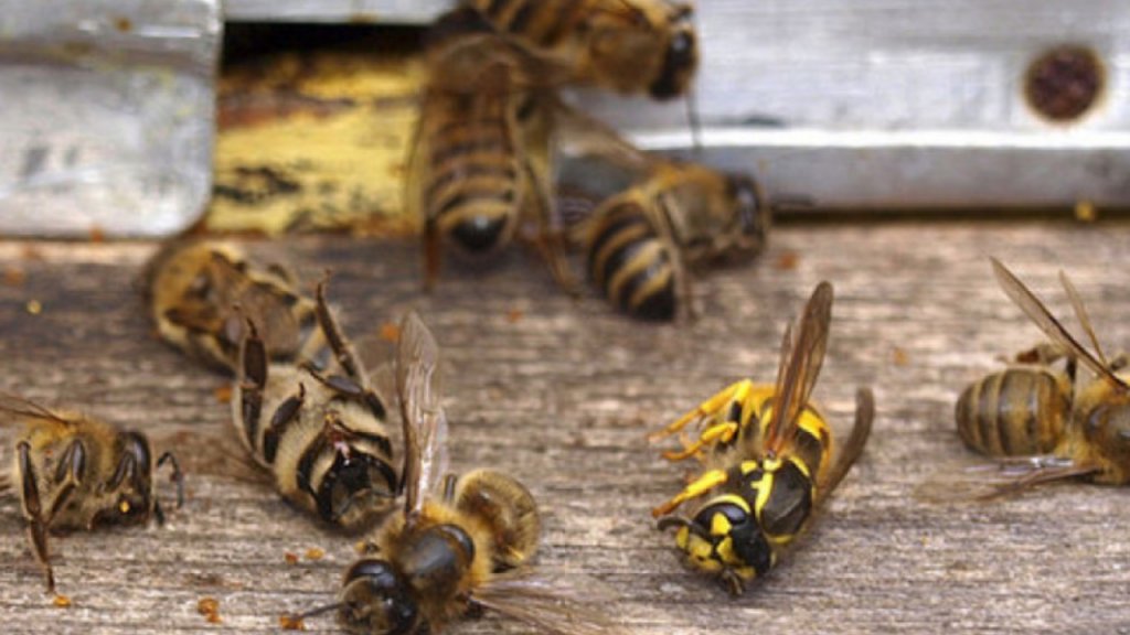 MOARTEA albinelor: Insecticidele folosite în România, dar interzise în UE