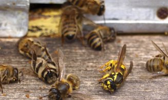 MOARTEA albinelor: Insecticidele folosite în România, dar interzise în UE