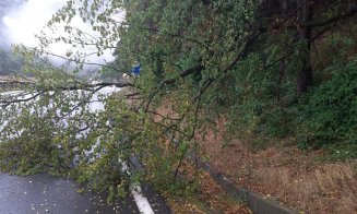 Vijelia a doborât un copac pe un drum din Cluj! A fost nevoie de intervenția pompierilor