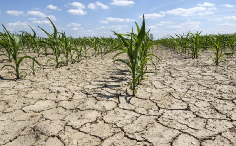 Peste 160.000 de hectare au fost afectate de secetă în România. Și Clujul este pe listă