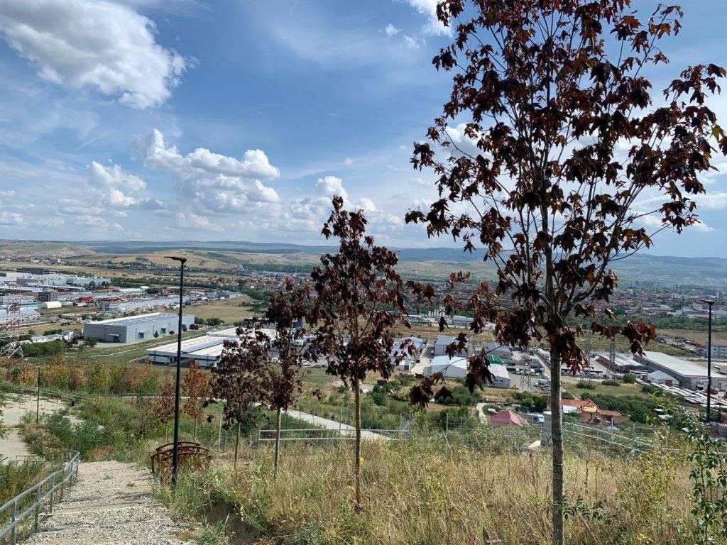 Tarcea, despre Pădurea Clujenilor: "Nu vorbim despre o zonă amenajată precum un parc / Copacii, înlocuiți la toamnă"