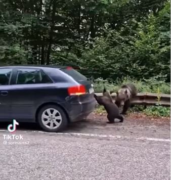 Urșii, ca pe maidan pe Transfăgărășan! Un pui l-a ”ajutat” pe un șofer să plece din parcare