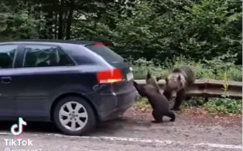 Urșii, ca pe maidan pe Transfăgărășan! Un pui l-a ”ajutat” pe un șofer să plece din parcare
