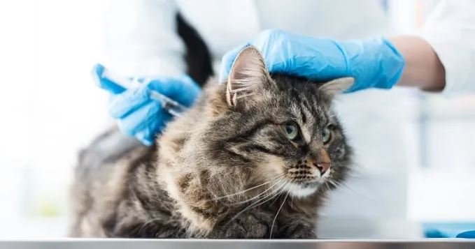 A fost testat cu succes un vaccin împotriva COVID pentru animale
