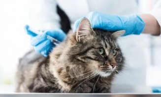 A fost testat cu succes un vaccin împotriva COVID pentru animale