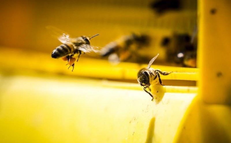 Un tânăr de 20 de ani a intrat în comă după ce a fost înţepat de 20.000 de albine