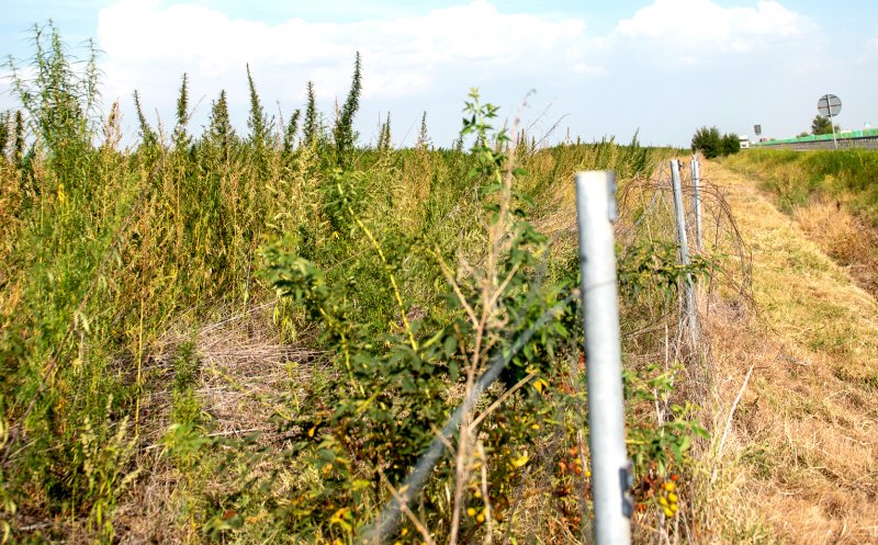 România a devenit țară ”producătoare” de marijuana