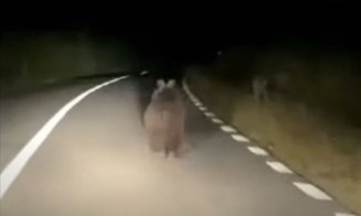 VIDEO - Urs filmat "circulând regulamentar" pe un drum din Cluj