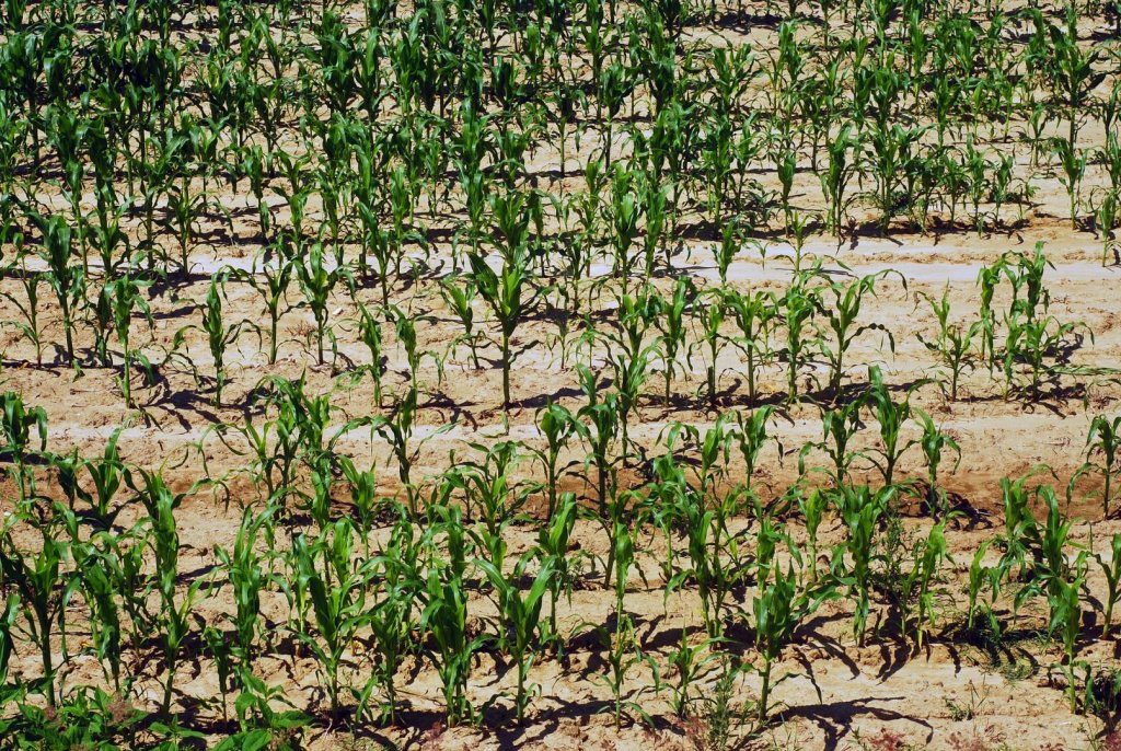 Peste 630.000 de hectare de suprafață agricolă din România, afectate de secetă. Clujul e printre județele păgubite