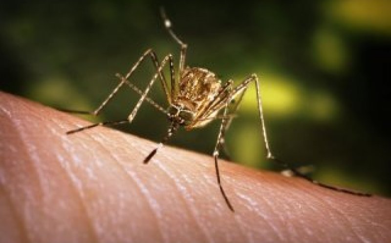 Încă 5 români infectați cu virusul West Nile