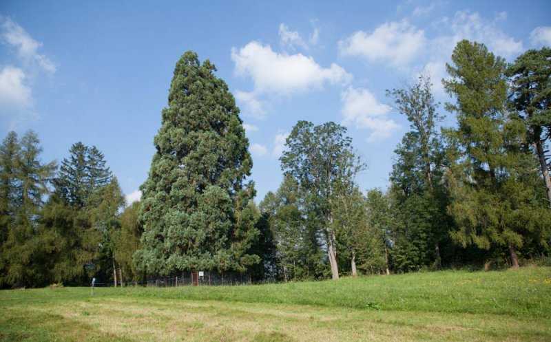 Se asfaltează drumul care duce la Arborele de Sequoia din Săcuieu. Banii vin din „Anghel Saligny”