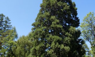 Se asfaltează drumul care duce la Arborele de Sequoia din Săcuieu. Banii vin din „Anghel Saligny”