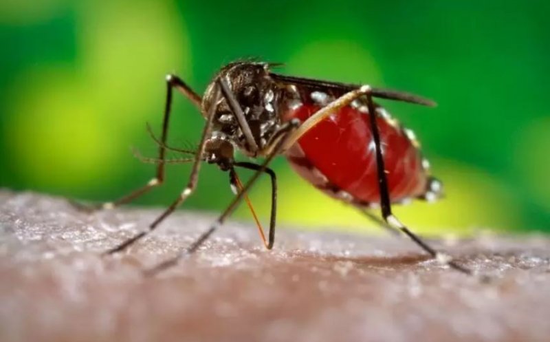 Crește numărul cazurilor cu West Nile în România
