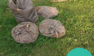 În atenția asociațiilor de proprietari din Cluj-Napoca: Colectare suplimentară a deșeurilor vegetale rezultate în urma activităților de întreținere a 