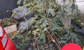 În atenția asociațiilor de proprietari din Cluj-Napoca: Colectare suplimentară a deșeurilor vegetale rezultate în urma activităților de întreținere a 