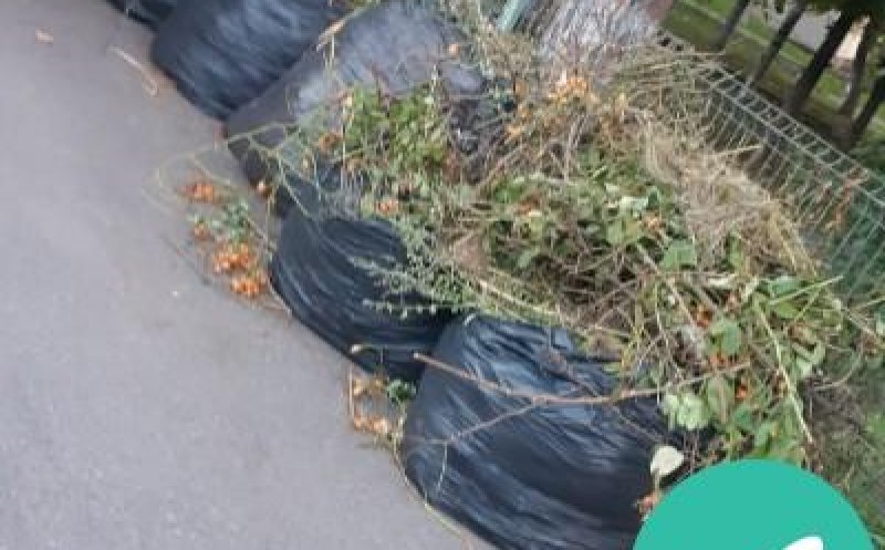 Se strâng resturile vegetale din Cluj-Napoca. Cum trebuie să procedeze asociațiile de proprietari