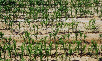 Aproap 1 mil. hectare de pământ agricol a fost afectat de secetă. Clujul e printre județele păgubite
