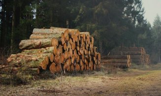 Percheziții de amploare în Cluj pentru prinderea hoţilor de lemne. Mai multe persoane vor fi conduse la sediul Poliției