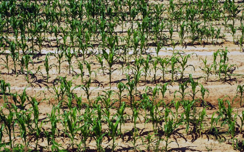 Seceta face ravagii în continuare. Peste 1 mil. de hectare de suprafață agricolă au fost afectate. Clujul, printre județele păgubite
