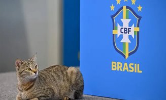 Brazilienii, puşi la zid de iubitorii de pisici. Gest penibil după ce o pisică s-a urcat pe masă la conferința de presă