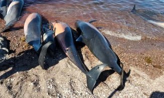 Delfinii din Marea Neagră, decimați de războiul lui Putin. Peste 120 de au fost găsiți morți în zona Odesa