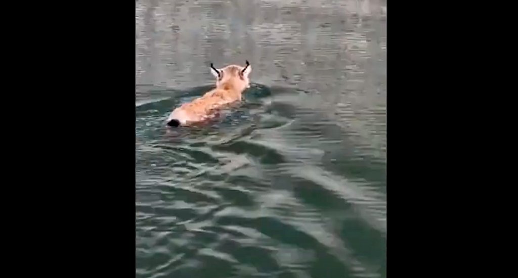 Râsul... plânsul! A traversat Bicazul înot şi a dat peste... năravul prost