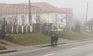 Cal la plimbare prin centrul Clujului. A fost surprins pe strada Oașului
