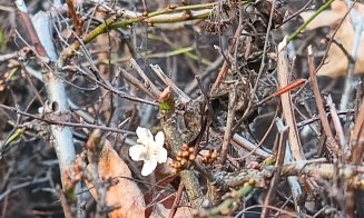 Vine, vine primăvara? Floricele tot mai multe în Cluj-Napoca. ”Nu e de bine”, spun bătrânii
