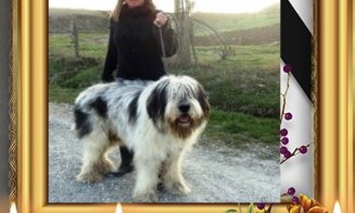 Româncă găsită moartă pe un drum de munte din Italia împreună cu trei dintre câinii săi