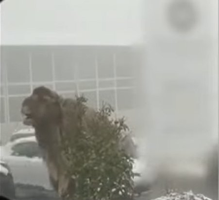 Cămilă pe străzile Clujului. Restul circului e în traficul de la orele de vârf