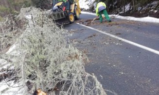 Drum blocat din munții Apuseni. Vântul puternic a doborât mai mulți copaci pe șosea