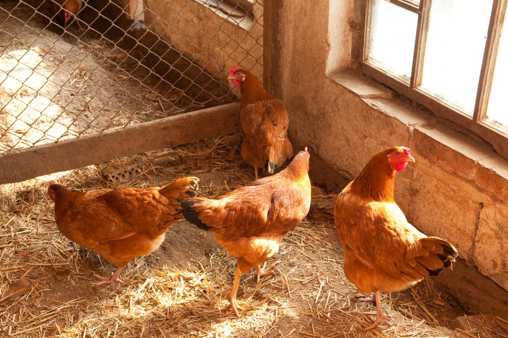 Crescătorii de înaripate condamnă dezinformarea: Carnea de pasăre din România e bună de mâncat