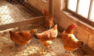 Crescătorii de înaripate condamnă dezinformarea: Carnea de pasăre din România e bună de mâncat