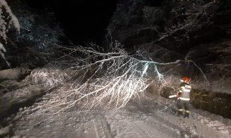 Intervenţie pe strada Parâng din Cluj-Napoca pentru un arbore căzut / Stâlpi de curent, puşi la pământ