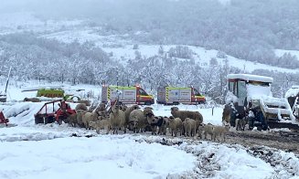 Sute de oi prinse sub un saivan prăbușit. Pompierii clujeni au intervenit